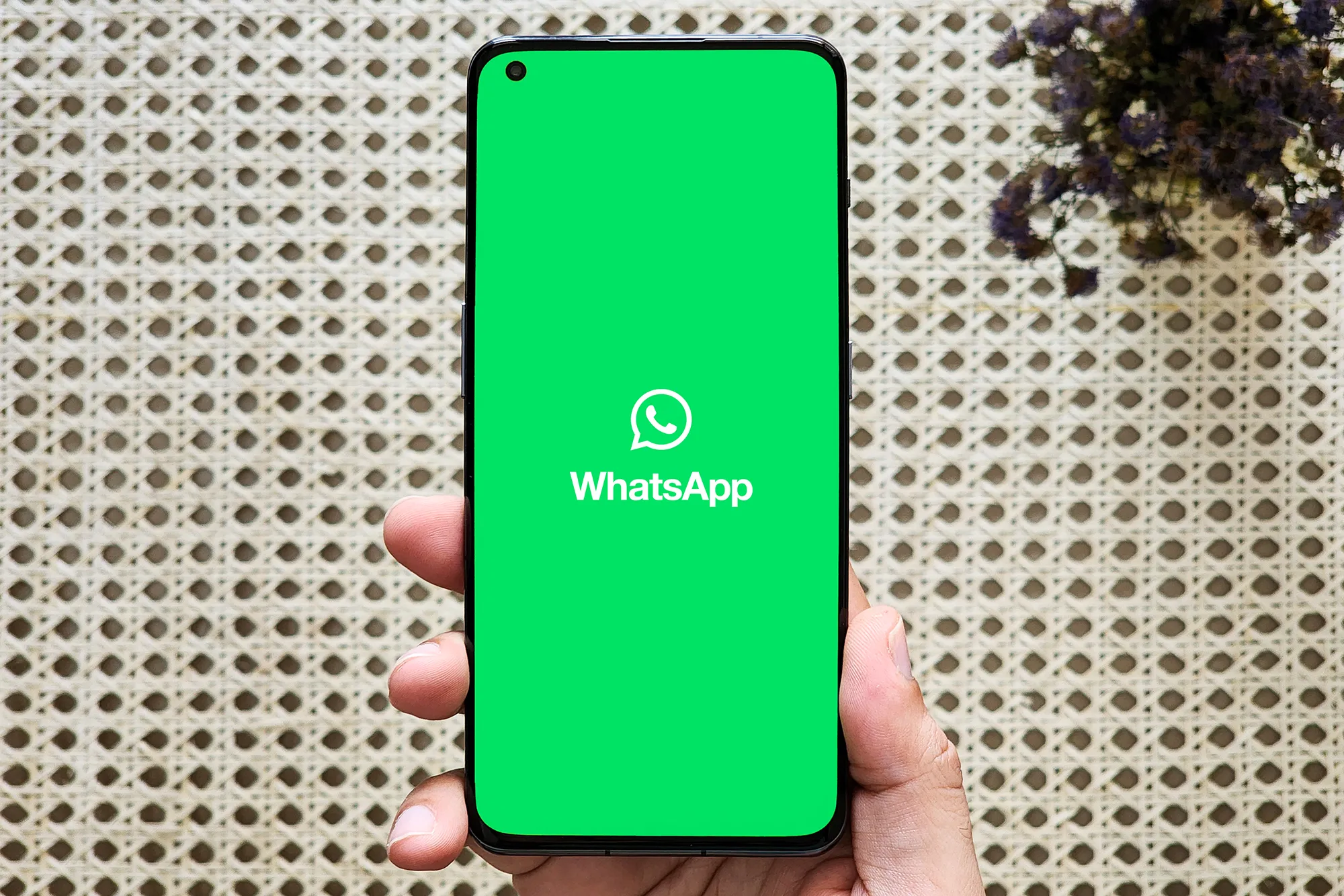 WhatsApp计数器：解锁粉丝增长的数字密码